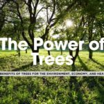 The Power of Trees: 8 Ways They Benefit the Earth and Us