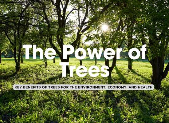 The Power of Trees: 8 Ways They Benefit the Earth and Us