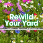 Rewild Your Yard with Pollinator-Friendly Ideas