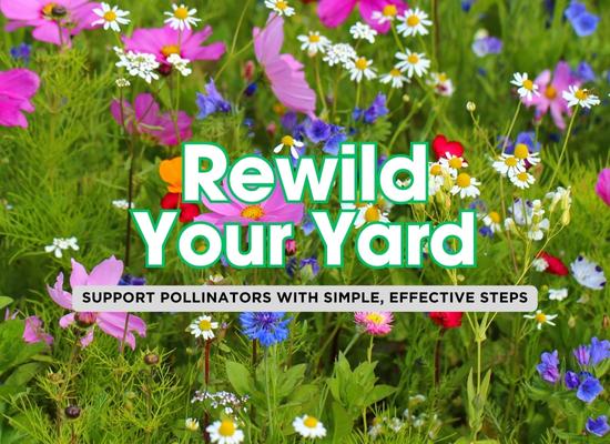 Rewild Your Yard with Pollinator-Friendly Ideas