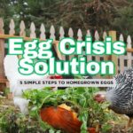 Beating the Egg Crisis with Your Own Backyard Flock: 5 Easy Steps