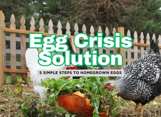 Beating the Egg Crisis with Your Own Backyard Flock: 5 Easy Steps