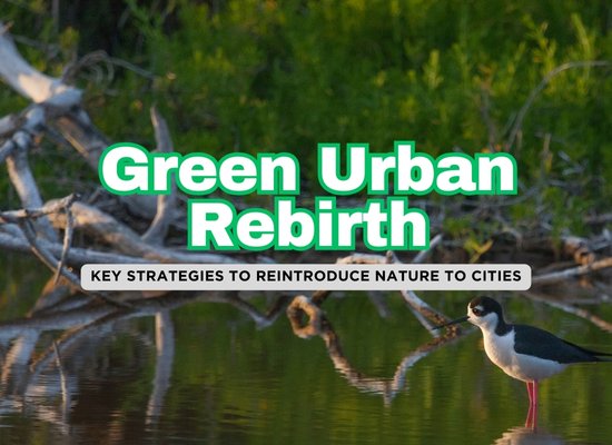 5 Key Steps to Rewilding Urban Areas