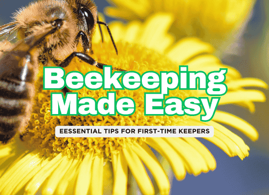 7 Key Steps to Starting a Backyard Bee Colony